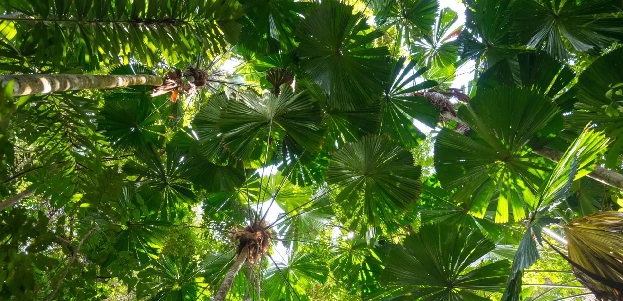 Conditions treated by Dr Sangeetha Makielan — a panoramic banner image.